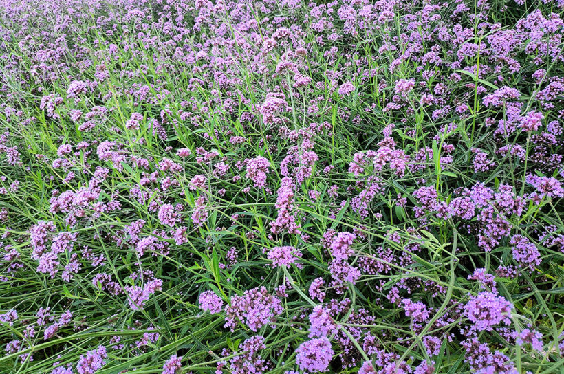 在喧嚣的城市,寻找消逝的那份宁静! 在喧嚣的城市,寻找消逝的那份宁静!