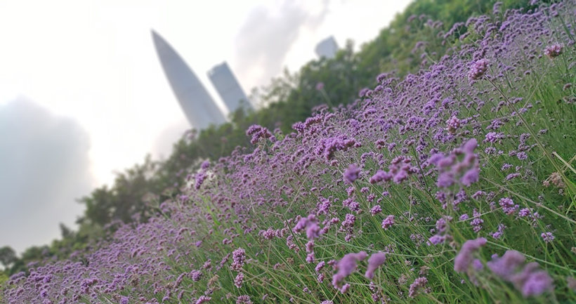 在喧嚣的城市,寻找消逝的那份宁静! 在喧嚣的城市,寻找消逝的那份宁静!