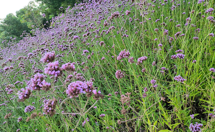 在喧嚣的城市,寻找消逝的那份宁静! 在喧嚣的城市,寻找消逝的那份宁静!