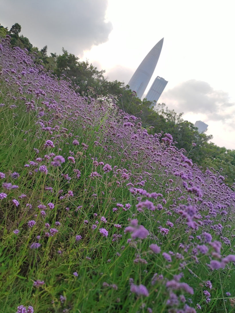 在喧嚣的城市,寻找消逝的那份宁静! 在喧嚣的城市,寻找消逝的那份宁静!